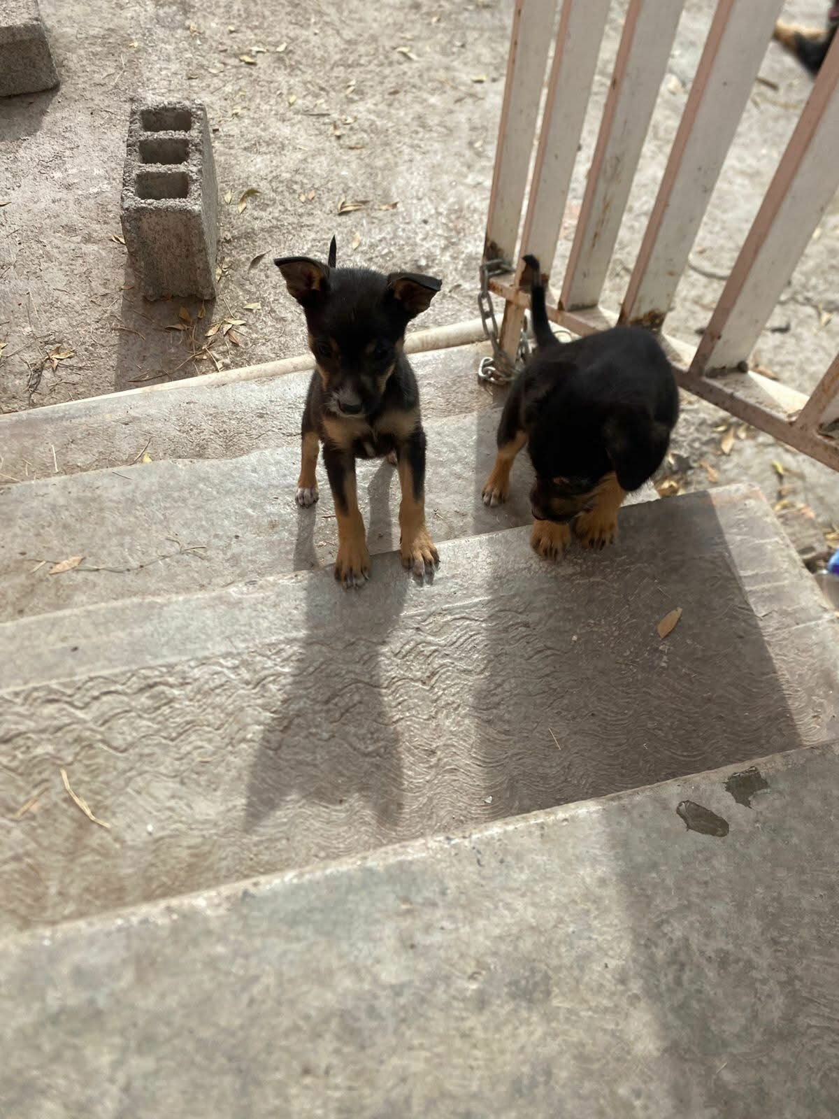 Adopción