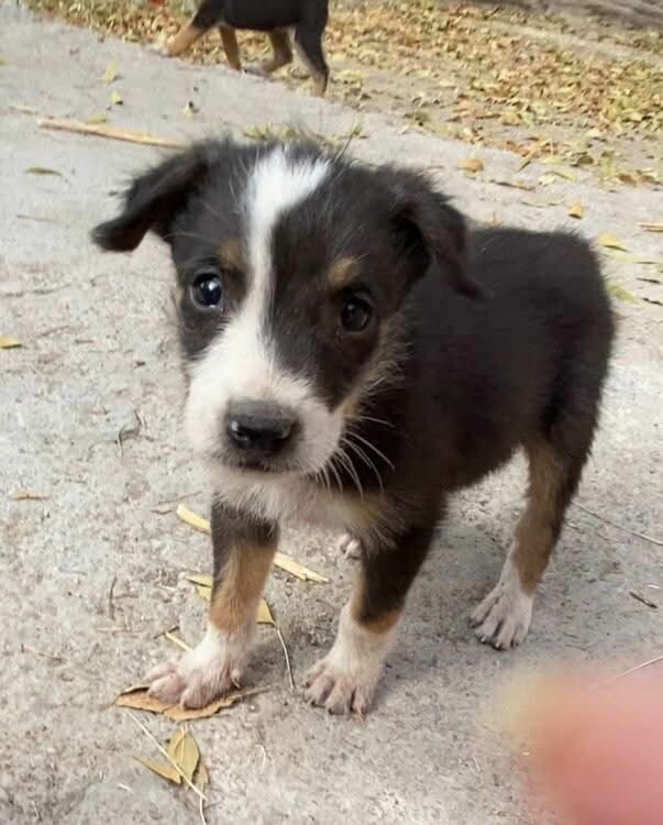 Adopción