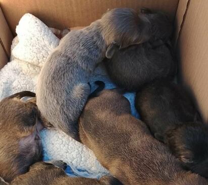 Centro de Bienestar Animal de Monclova solicita apoyo urgente para cachorros recién nacidos