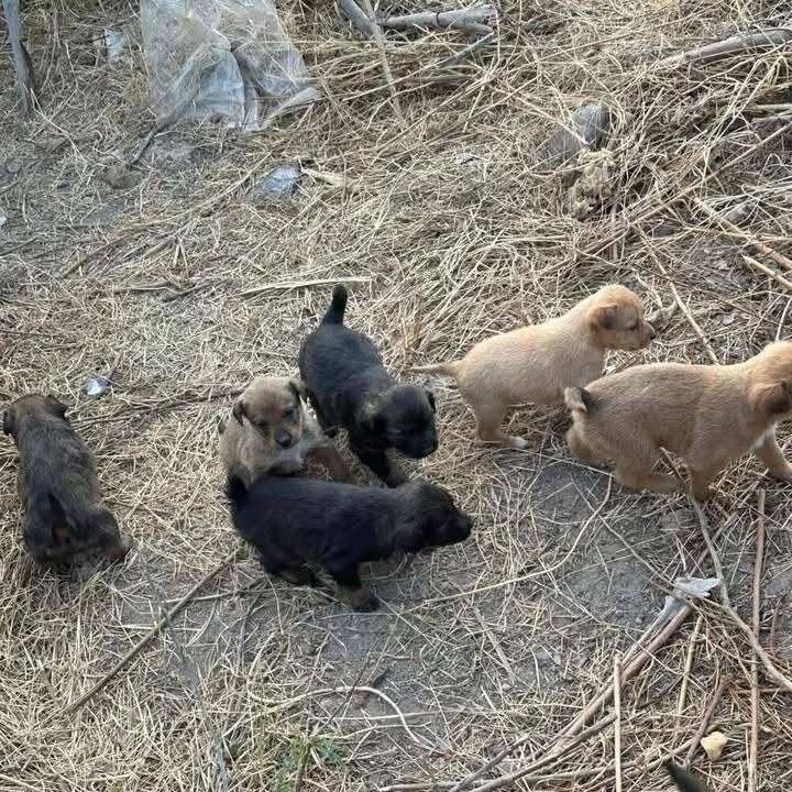 Centro de Bienestar Animal