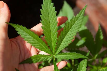 Trump reclasifica el cannabis para impulsar investigación médica