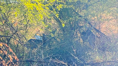 Tres venados jóvenes son avistados en colonia Fundadores, Sabinas