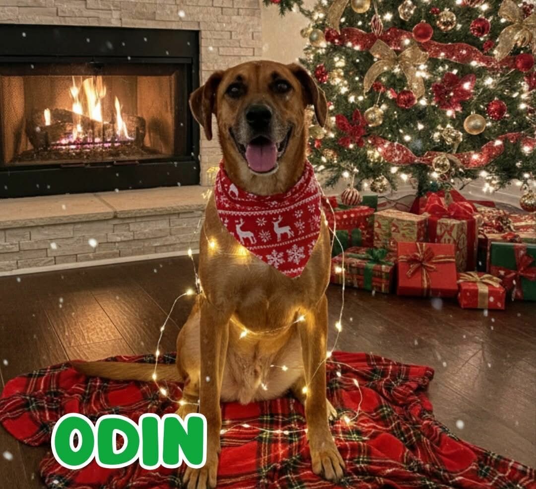 Odín espera una familia que le brinde un hogar para siempre