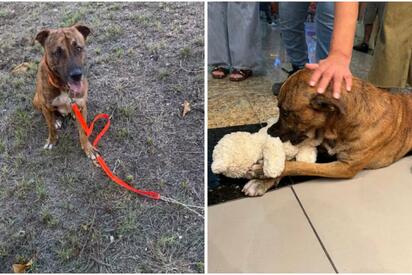 El perrito que “robó” un peluche en Yucatán ya tiene familia