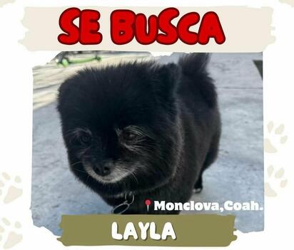 Centro de Bienestar Animal difunde búsqueda de perrita extraviada en Monclova