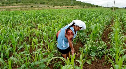 Arroz, frijol, maíz blanco y sorgo, los más impactados por la sequía