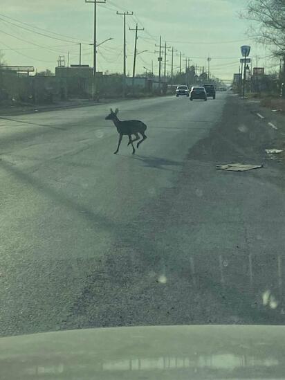 Venado sorprende a vecinos en zona urbana de Sabinas