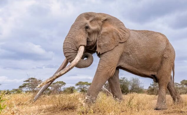 África