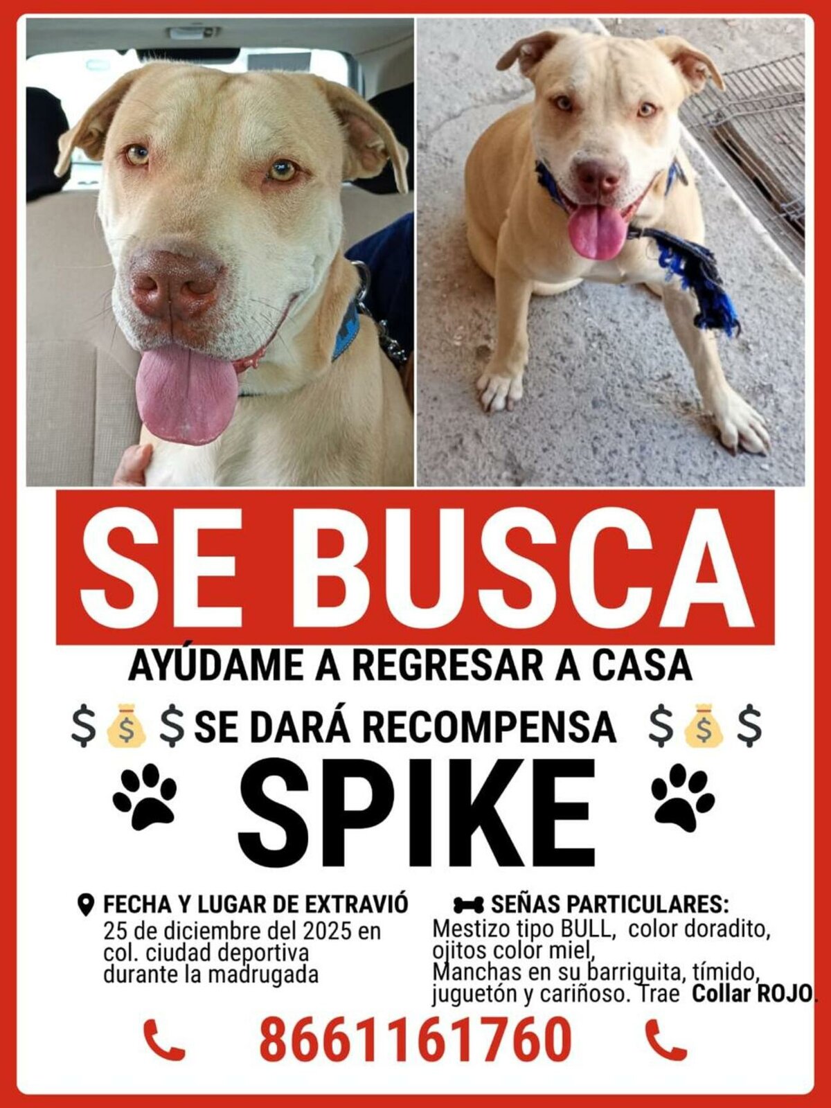 Mascotas