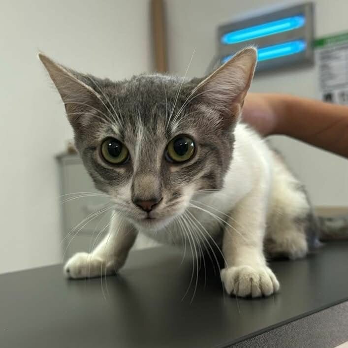 Centro de Bienestar Animal de Monclova promueve la adopción de gatitos