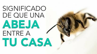 ¿Qué significa que una abeja se acerque a tu casa?