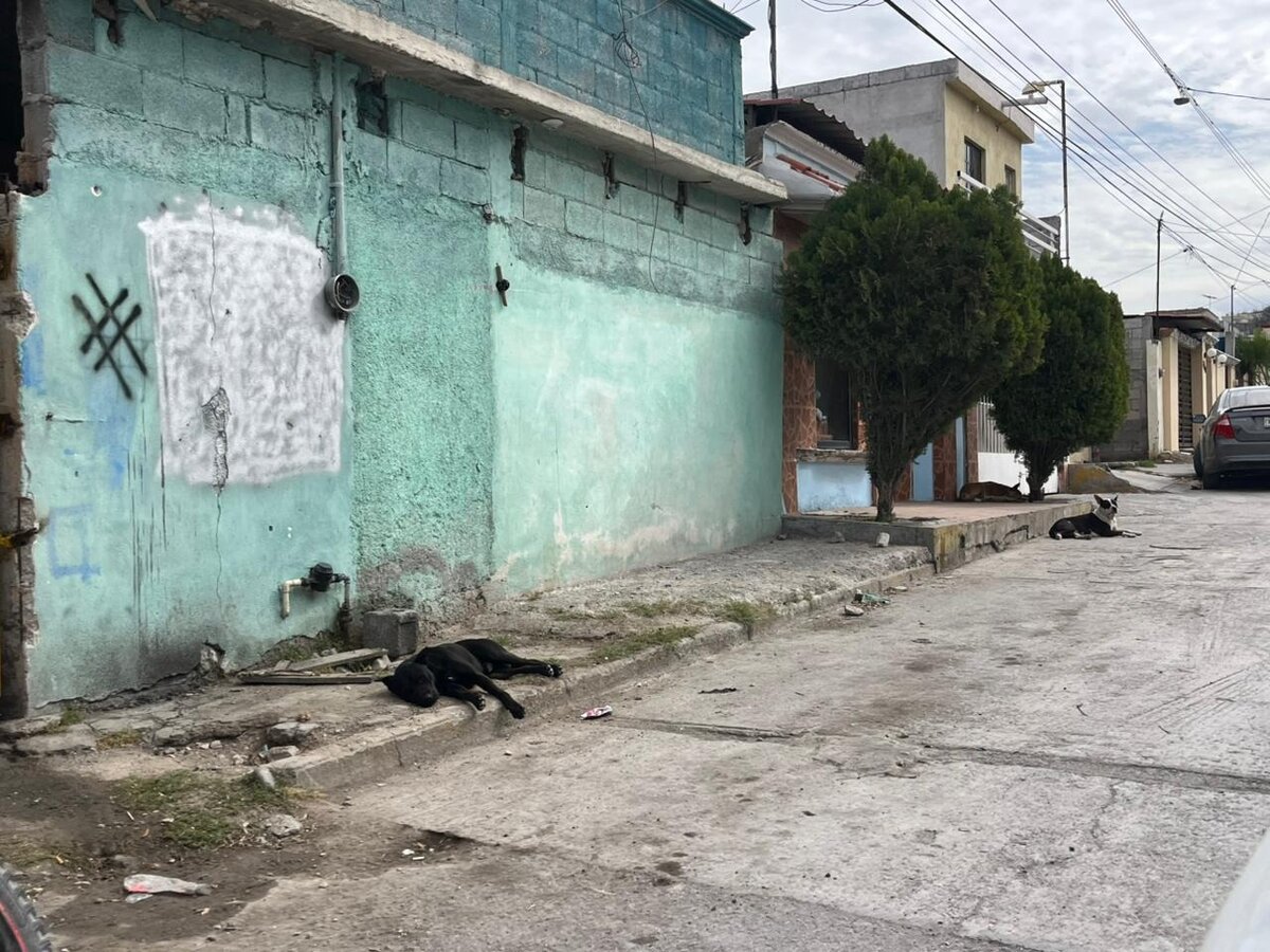 ataques de perros