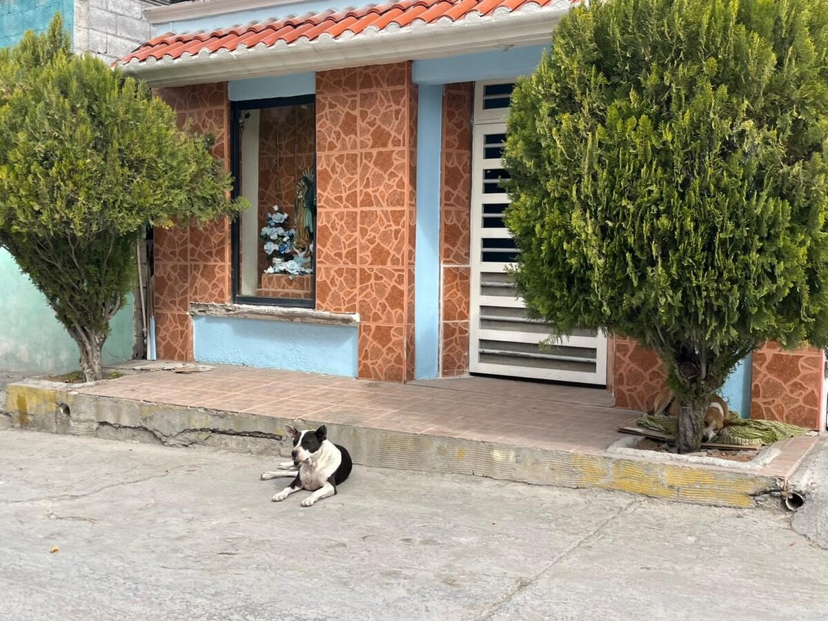 ataques de perros