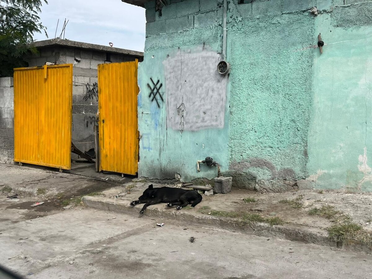 ataques de perros