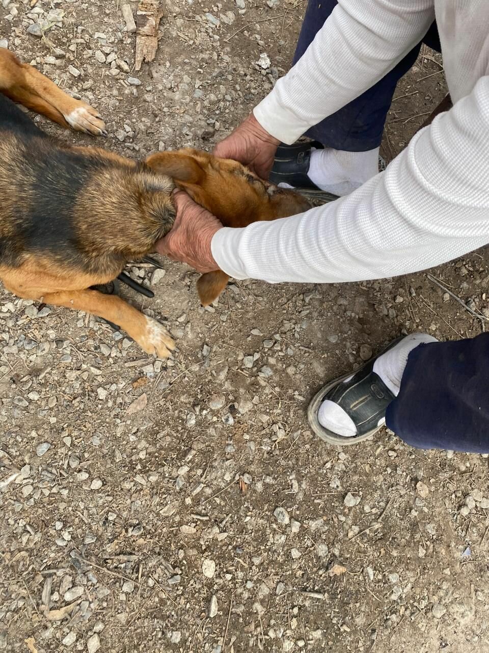 Mascotas
