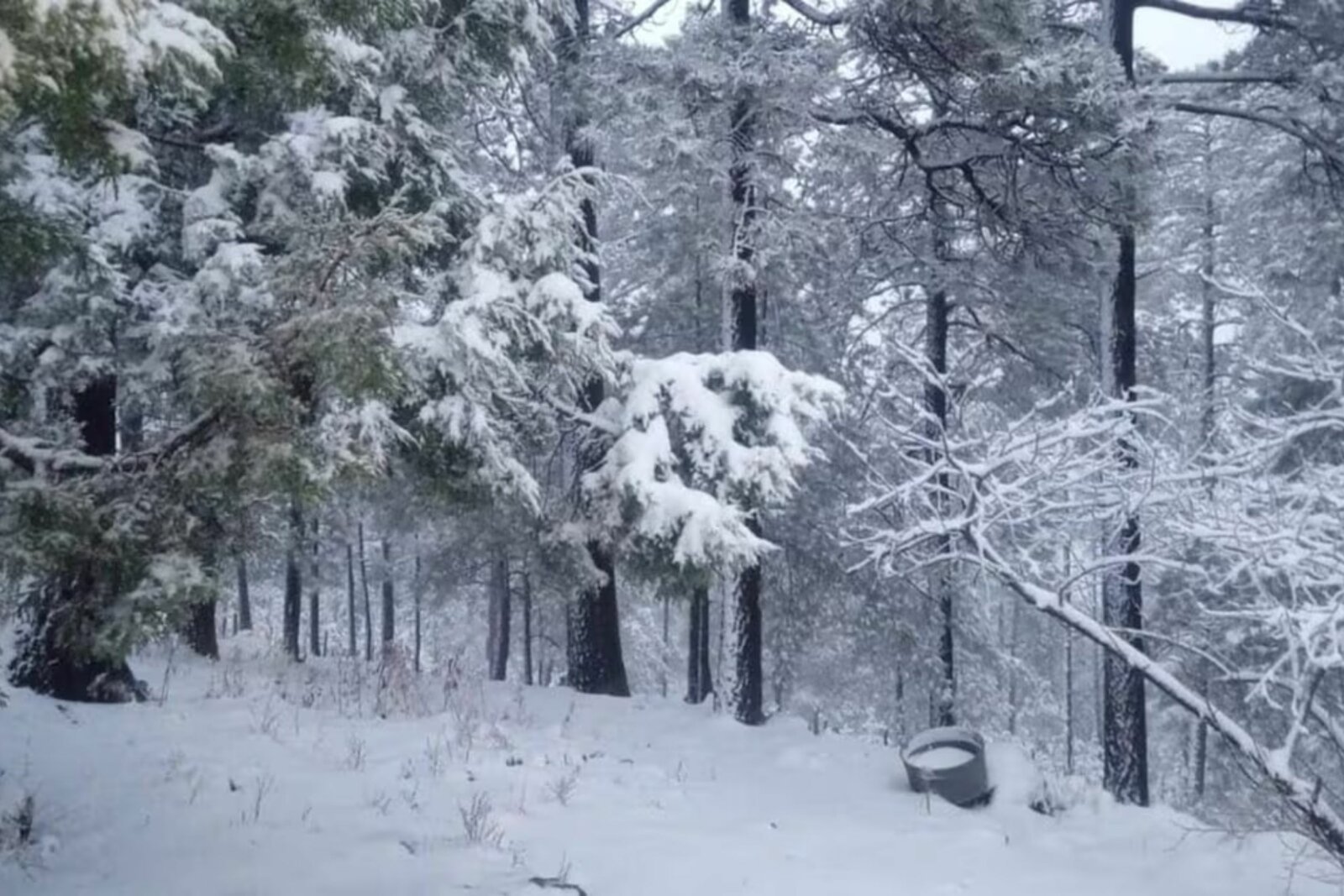nevada 