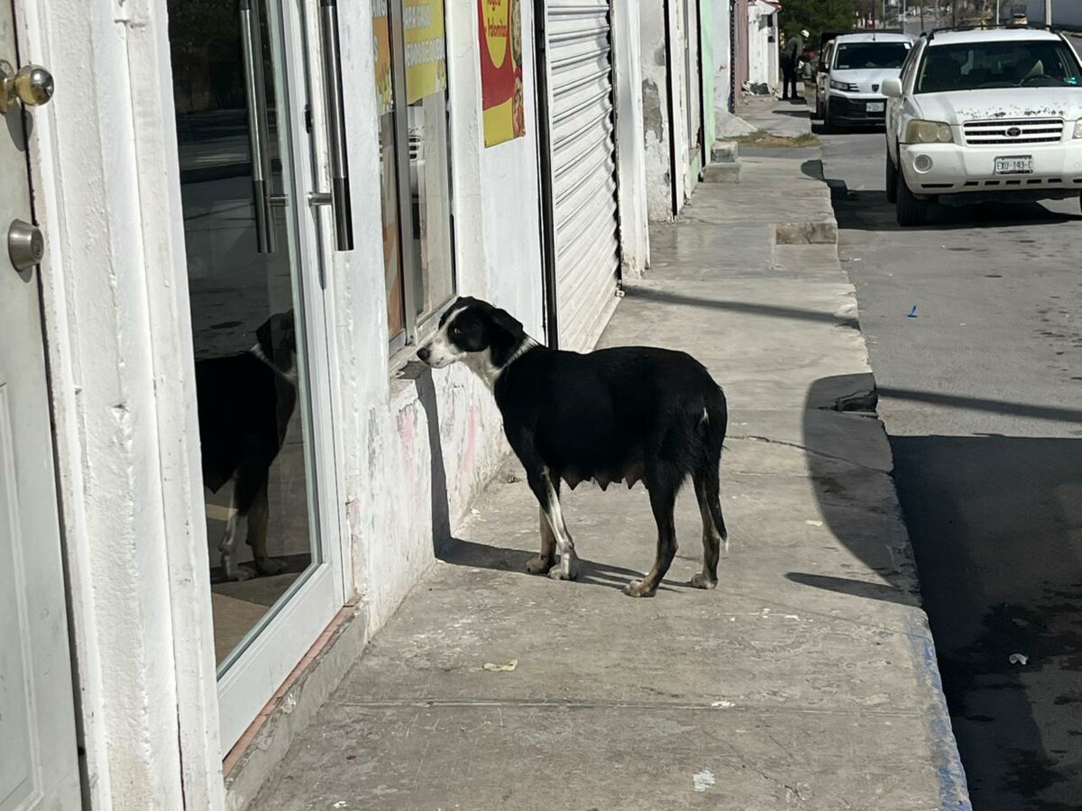 Protección animal