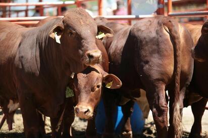 Refuerzan control sanitario del ganado en Coahuila