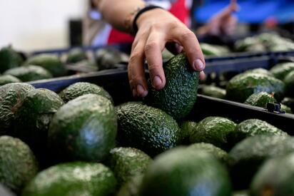 Súper Bowl impulsa exportación récord de aguacate mexicano