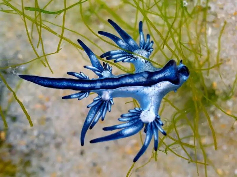 dragón azul