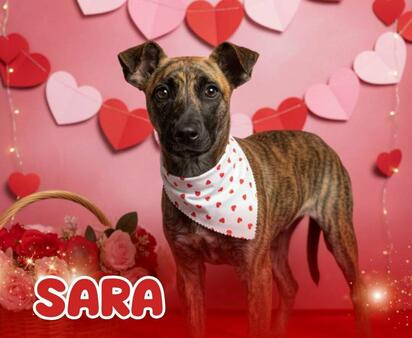 Sara busca hogar; energía, ternura y una nueva oportunidad en Monclova