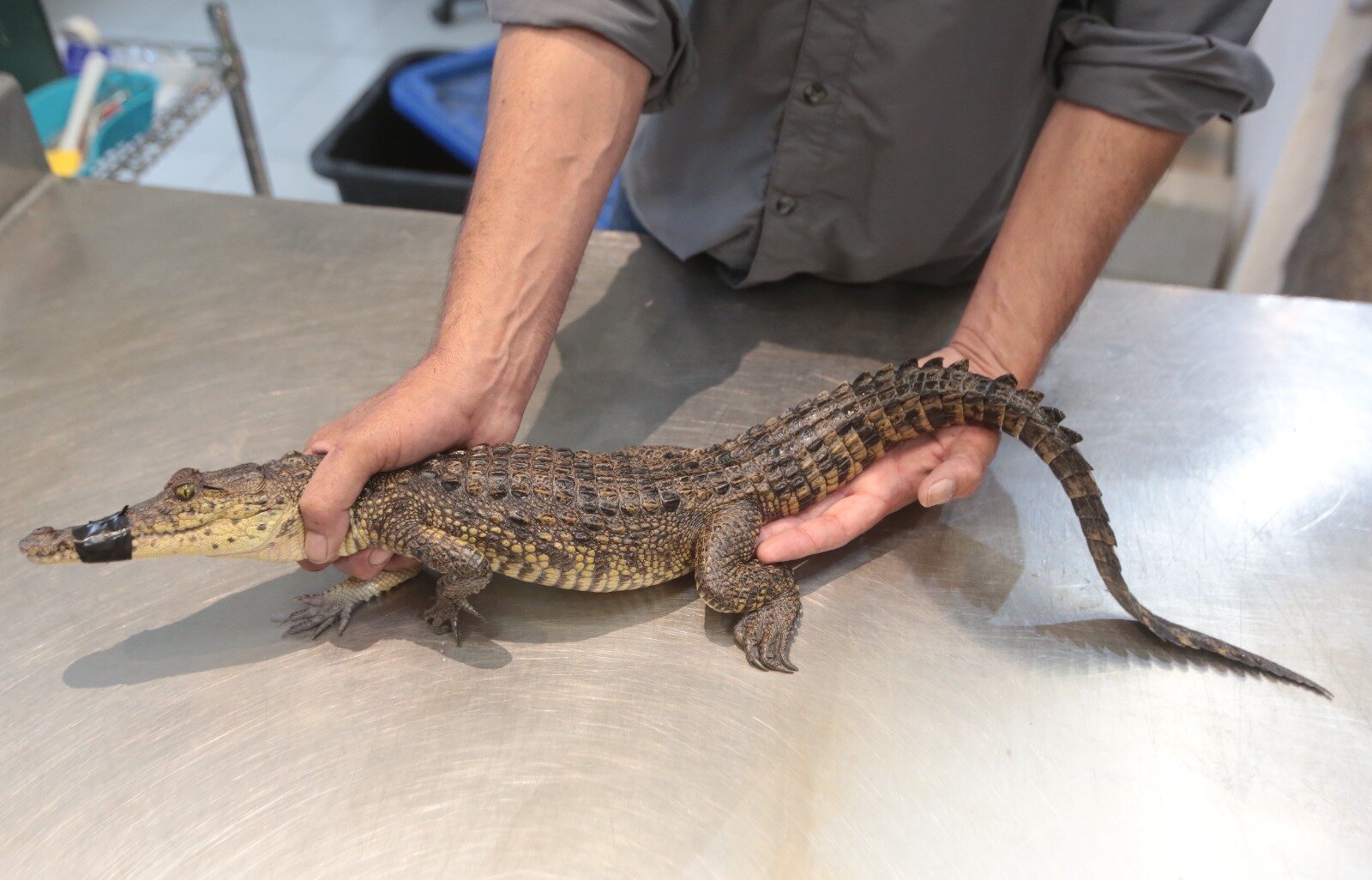 Fauna: Autoridades confirman que la especie no es nativa de Coahuila; el ejemplar fue llevado al Museo del Desierto.