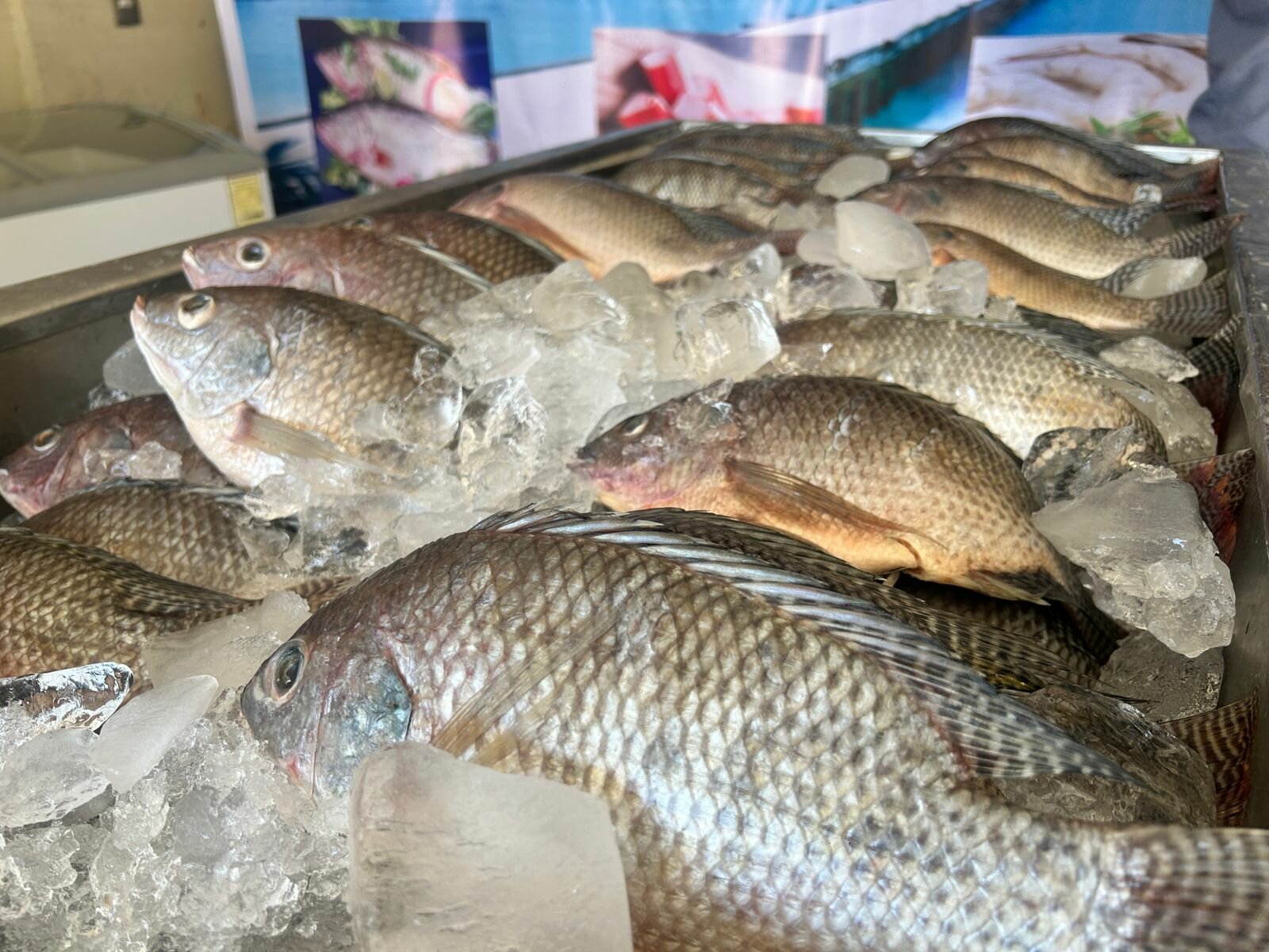 mariscos  