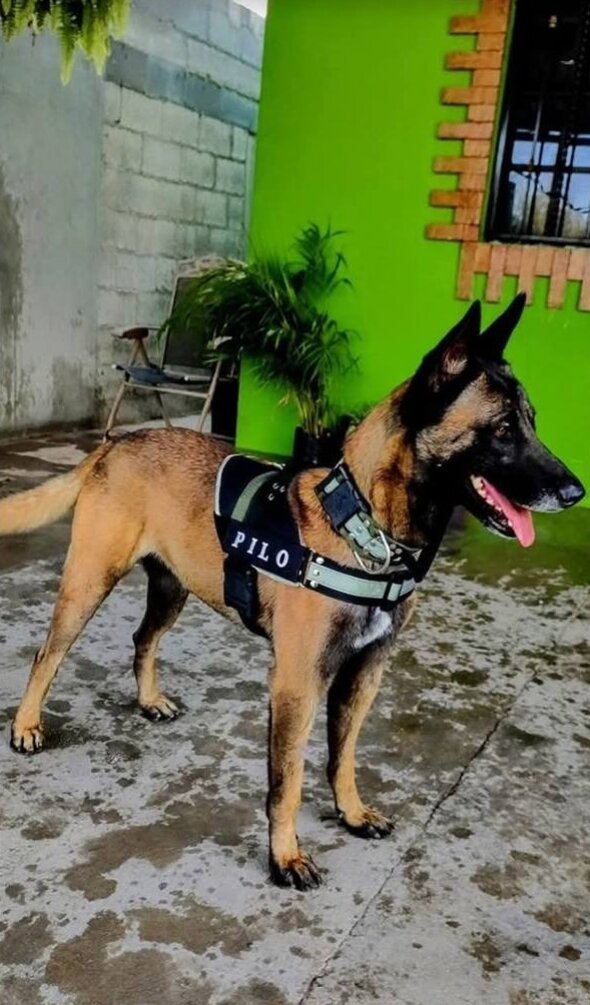 adopción