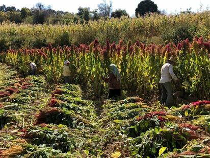 FAO e Inegi estiman 9.31 % de pérdida de alimentos en México