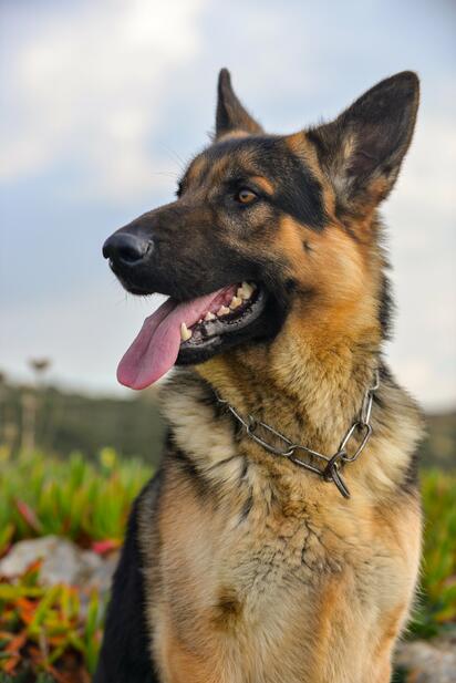 Consideran regular razas de perros peligrosas en domicilios