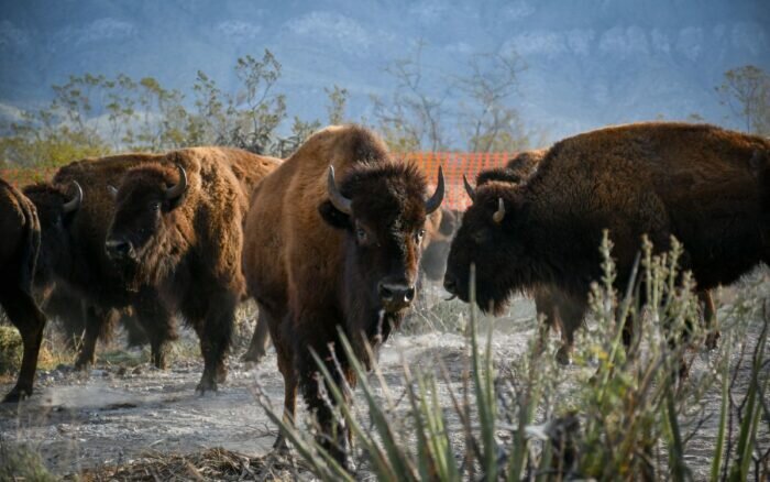 bisonte 