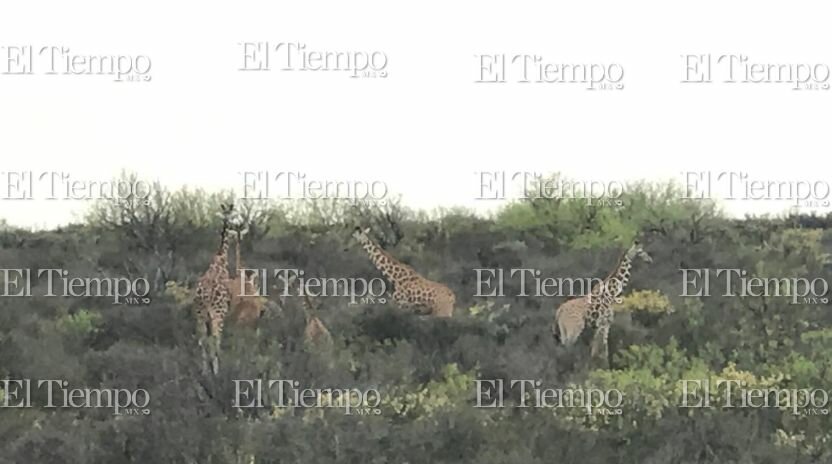 Fauna exótica