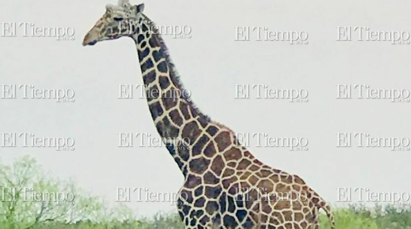 Fauna exótica