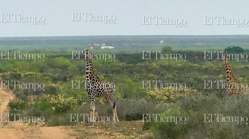 Fauna exótica