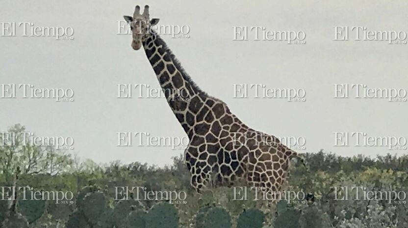 Fauna exótica