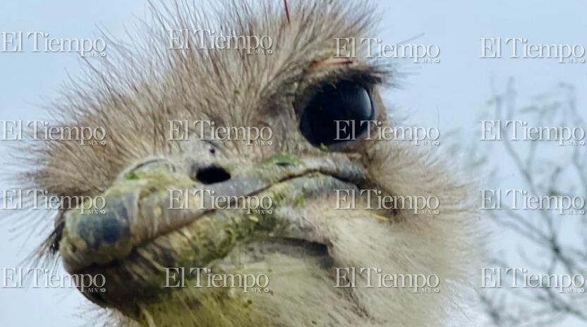 Fauna exótica