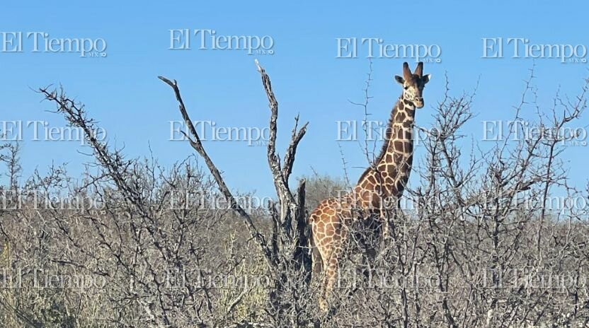 Fauna exótica