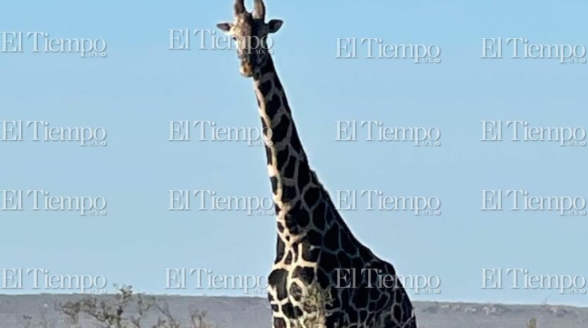 Fauna exótica