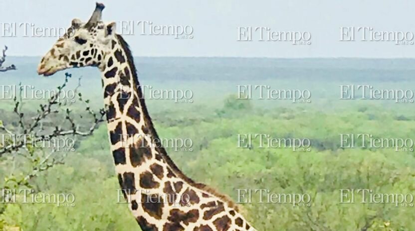 Fauna exótica