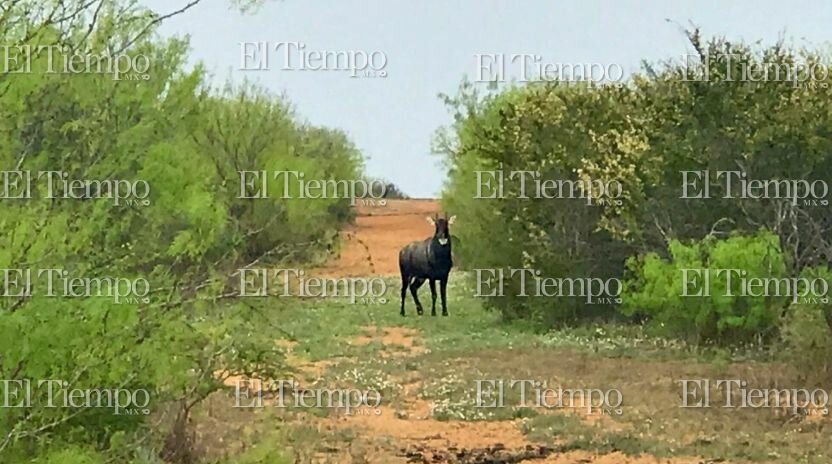 Fauna exótica