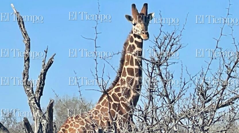 Fauna exótica