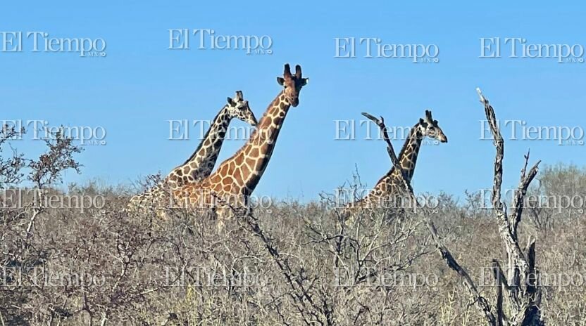 Fauna exótica