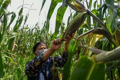 Guerra en Medio Oriente eleva precios de fertilizantes y alimentos en México