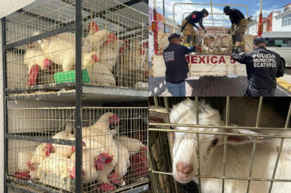 Ecatepec: Hallan más de 700 animales hacinados en vivienda