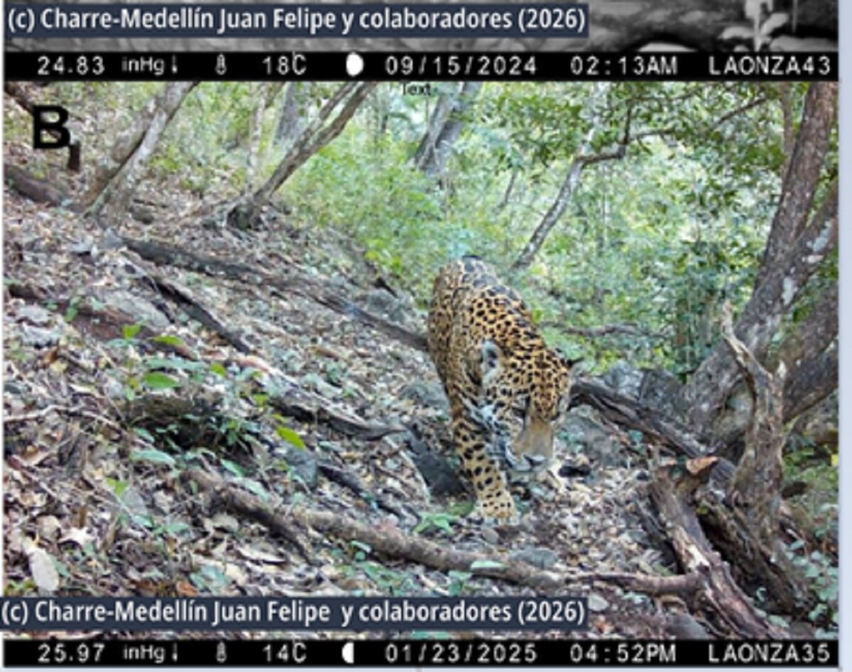 jaguar
