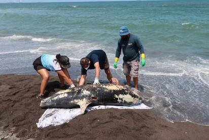 Aparece muerto delfín en playas de Alvarado, Veracruz; descartan relación con hidrocarburos