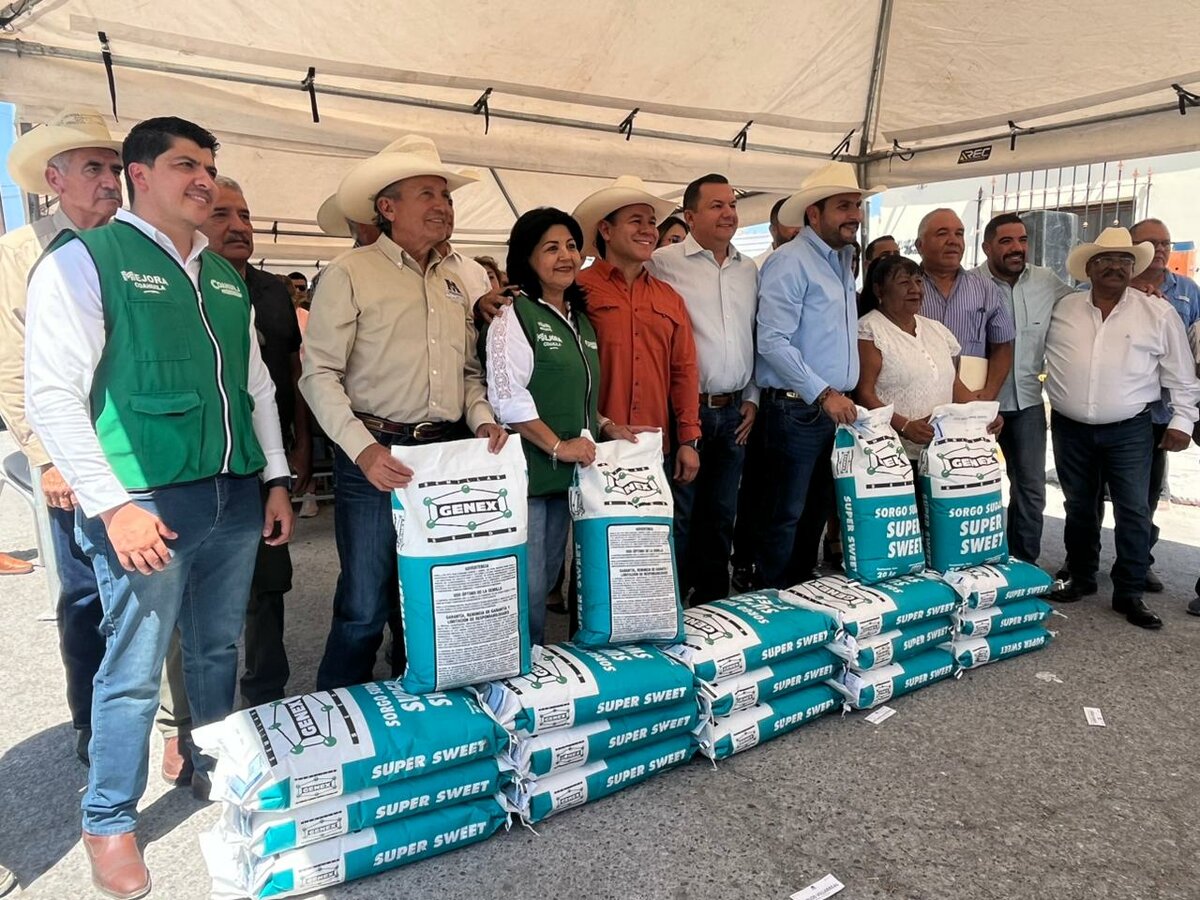 sorgo forrajero