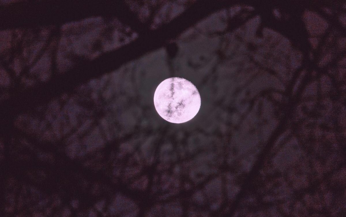 Luna Rosa 2026