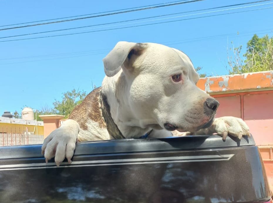 Región: Veterinarios se suman a jornada sin costo para controlar la sobrepoblación y proteger la salud pública.