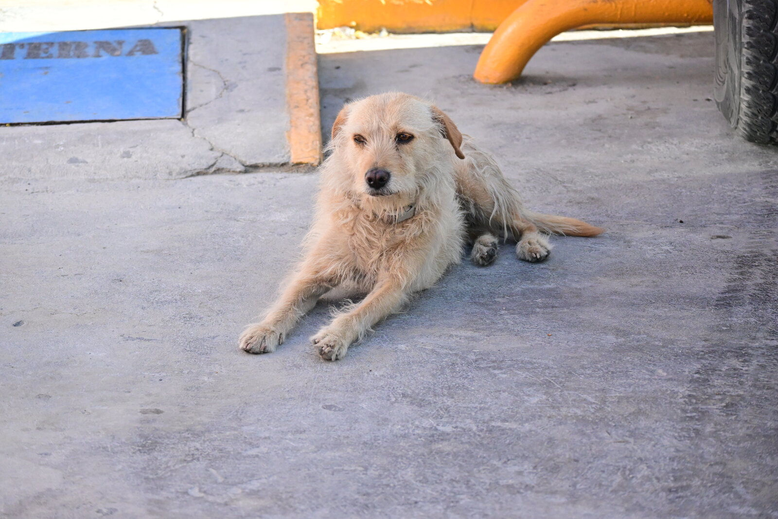 Temporada de calor: Entre sombra, agua y largas horas bajo el sol, los animales se adaptan a las condiciones extremas de la temporada